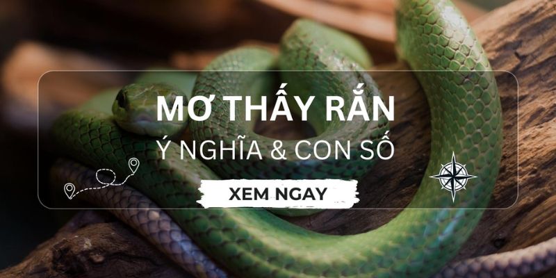 Mơ Thấy Rắn - May Mắn Hay Xui Rủi, Nên Đánh Con Gì Đẹp?